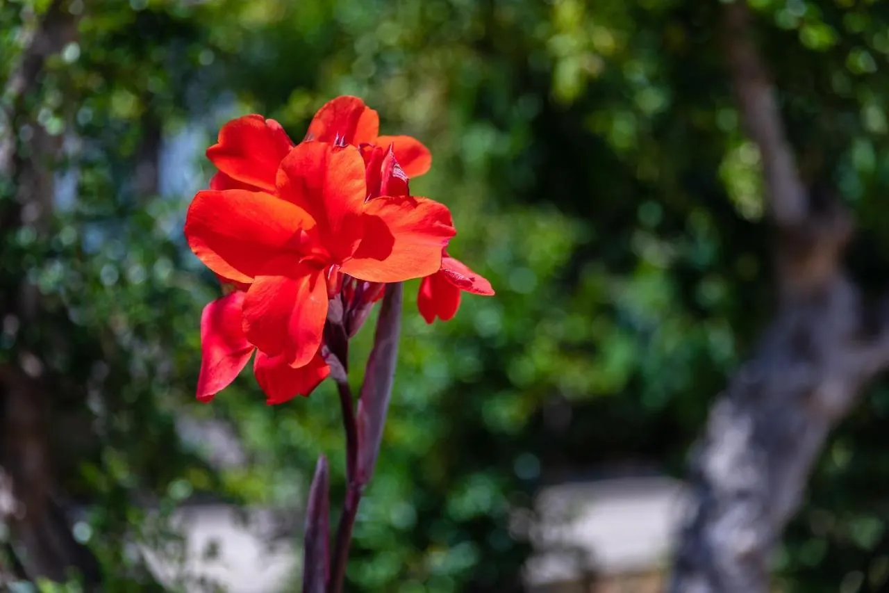 Lejlighed Apartamentos Flor Da Laranja, Albufeira By Algarveblossom